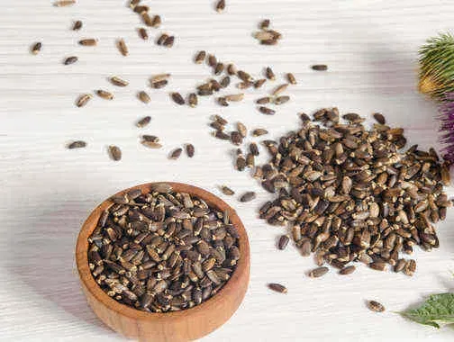 Milk Thistle Seed Extract (Silybum marianum)